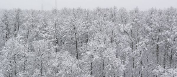 Деревья в парке, занесенные снегом Деревья в парке, занесенные снегом - Sputnik Latvija