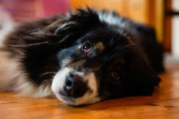 Австралийская овчарка - Sputnik Латвия