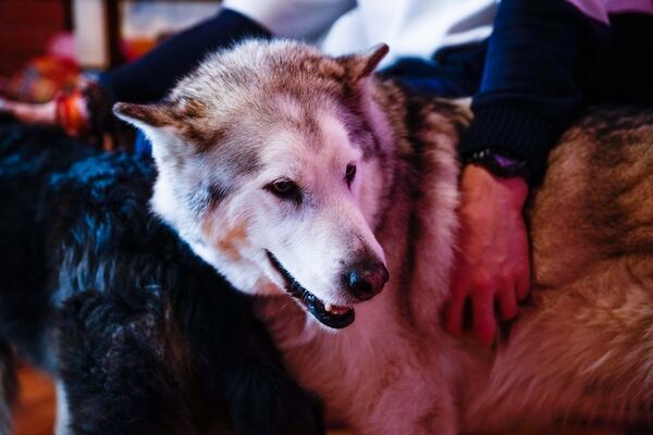 Несмотря на свои размеры, маламут очень дружелюбная порода - Sputnik Латвия