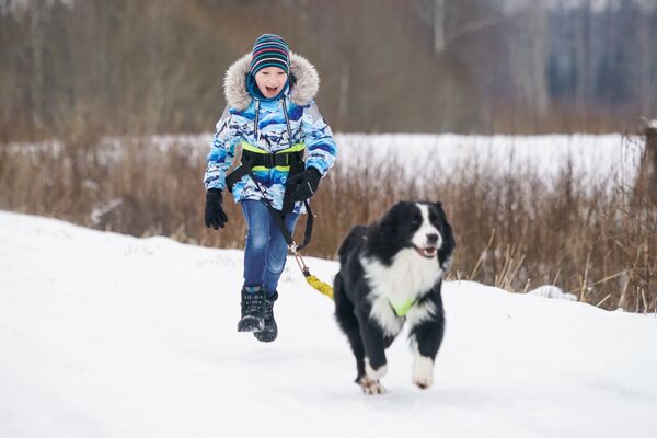 Густав-Эрнест, сын Гиртса, занимается каникроссом - бегом человека с собакой - Sputnik Латвия