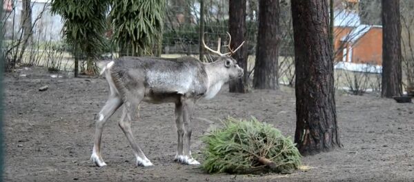 Битва века в Рижском зоопарке: бриедис против елочки Битва века в Рижском зоопарке: бриедис против елочки - Sputnik Латвия