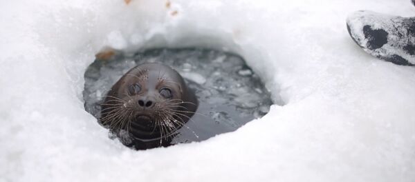 Нерпа не хочет возвращаться в дикую природу - Sputnik Латвия