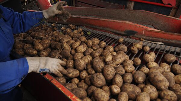 Сбор урожая картофеля - Sputnik Latvija