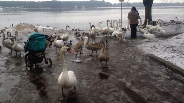 Голодные лебеди и утки на променаде в Кенгарагсе - Sputnik Латвия