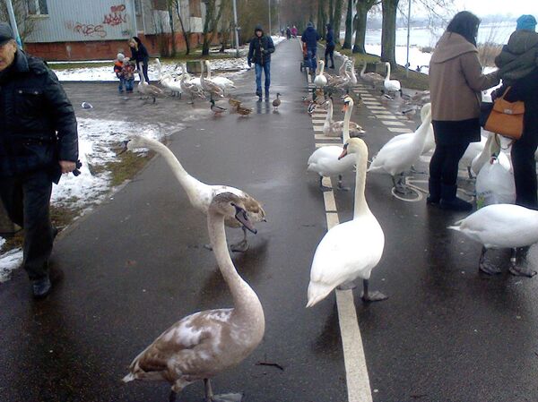 Голодные лебеди и утки на променаде в Кенгарагсе - Sputnik Латвия