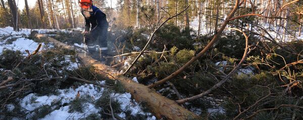 Заготовка древесины в Челябинской области Заготовка древесины в Челябинской области - Sputnik Latvija