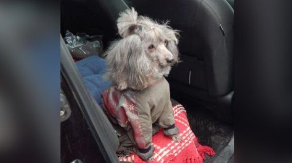 Россельхознадзор запретил ввоз собаки из Латвии в МАПП Шумилкино Россельхознадзор запретил ввоз собаки из Латвии в МАПП Шумилкино - Sputnik Латвия