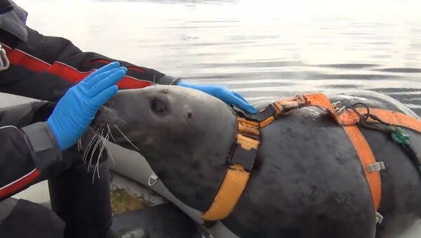 Тюленей в Мурманске тренируют для военных целей - Sputnik Латвия