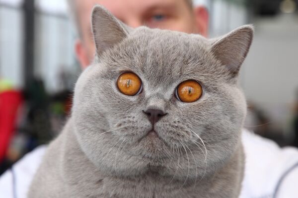 Короткошерстный британец из Литвы - Sputnik Латвия