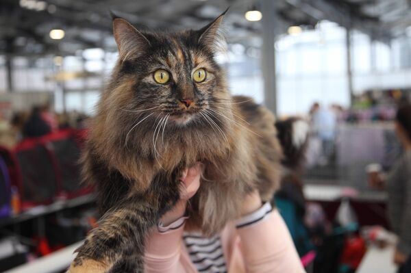 Законодательница моды - британская лесная кошка - Sputnik Латвия