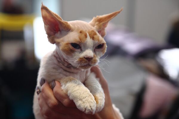Девон-рекс - крошечный эльф или вовсе инопланетянин - Sputnik Латвия