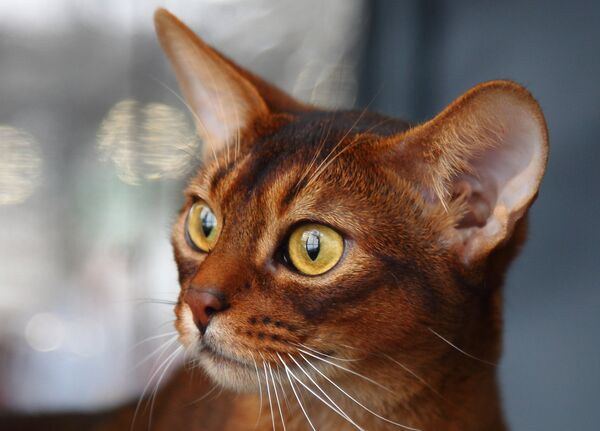 Ванесса - наследница богини Бастет - Sputnik Латвия