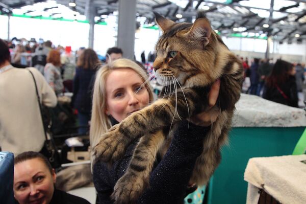 Великан мейн-кун Пирр  - Sputnik Латвия