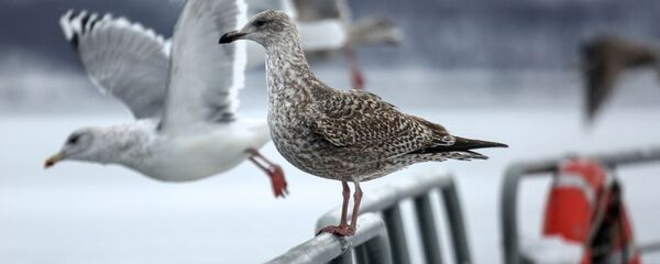Чайки на палубе тяжелого авианесущего крейсера Северного флота Адмирал флота Советского Союза Кузнецов у причала в Мурманске - Sputnik Латвия