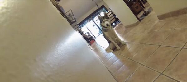 Хаски телепортируется Хаски телепортируется - Sputnik Latvija