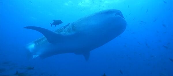 Galapagosu salās zinātnieki uzņēmuši milzīgu haizivi Galapagosu salās zinātnieki uzņēmuši milzīgu haizivi - Sputnik Latvija