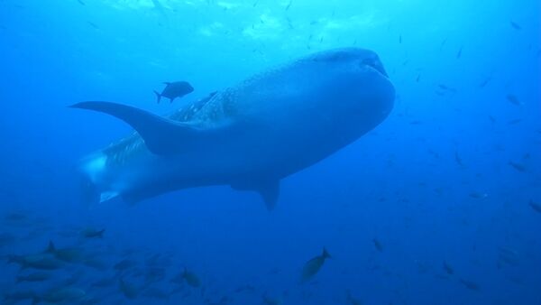 Galapagosu salās zinātnieki uzņēmuši milzīgu haizivi - Sputnik Latvija