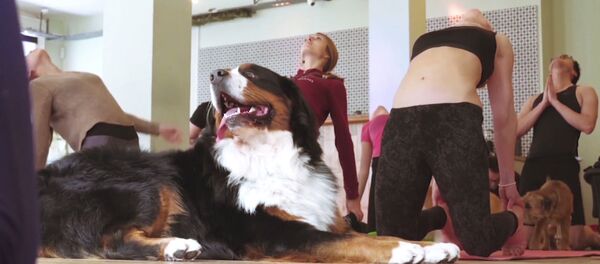 Дога: йога с собаками Дога: йога с собаками - Sputnik Latvija