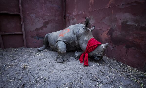 Снимок из серии The Return of the Rhino южноафриканского фотографа Neil Aldridge из категории Natural World & Wildlife (Professional), вошедший в шортлист фотоконкурса 2018 Sony World Photography Awards - Sputnik Латвия