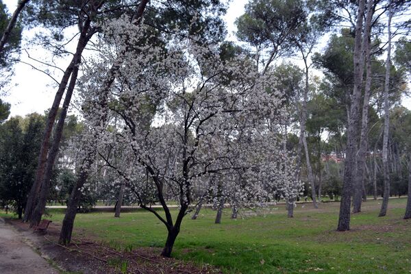Ziedošas mandeles parkā Quinta de los Molinos Madridē - Sputnik Latvija