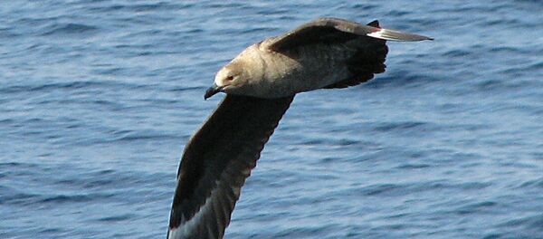 Южнополярный поморник - Sputnik Latvija