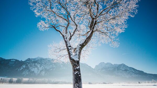Снимок замерзшего дерева в Германии фотографов из проекта How Far From Home - Sputnik Латвия