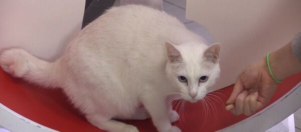 Кот Ахилл из Эрмитажа готовится предсказывать результаты ЧМ-2018 - Sputnik Латвия