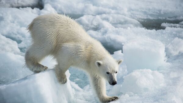 Медвежонок белого медведя - Sputnik Латвия