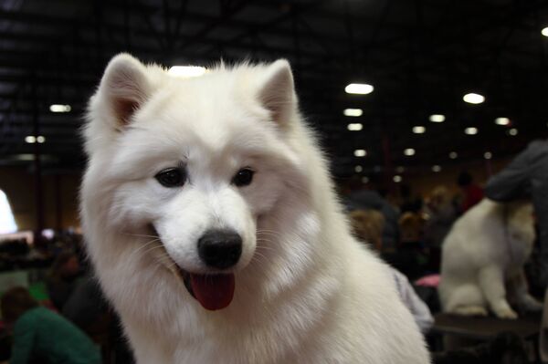 Самоед - прекрасная собака для канистерапии - Sputnik Латвия