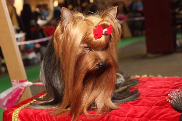 Крошечные - и очень модные - Sputnik Латвия