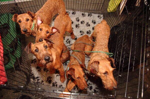 Эта семья живет в обычной двухкомнатной квартире - и счастлива - Sputnik Латвия