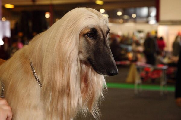 Гламурная представительница мира собачьих - Sputnik Латвия