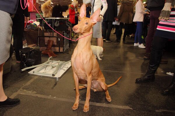 Фараонова собака приехала в Ригу из Финляндии - Sputnik Латвия