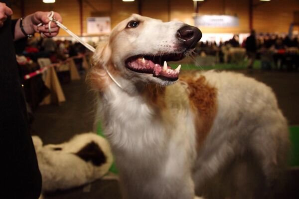 Русские борзые хоть и прекрасные, но, увы, не модные - Sputnik Латвия