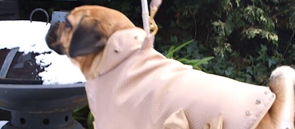 Золотой жакет для собаки - Sputnik Латвия