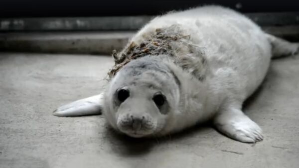 В Рижский зоопарк доставлен первый в этом году раненый тюлененок В Рижский зоопарк доставлен первый в этом году раненый тюлененок - Sputnik Латвия