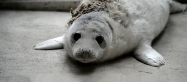 В Рижский зоопарк доставлен первый в этом году раненый тюлененок - Sputnik Латвия