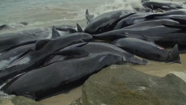 Более 150 черных дельфинов выбросились на побережье Австралии - Sputnik Латвия