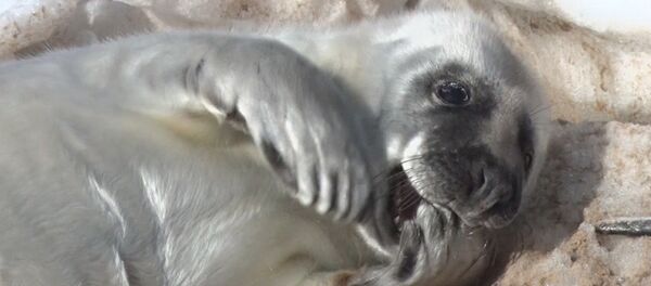 Apburošie mazuļi: roņu mazulīši gozējas Baltijas krastā Apburošie mazuļi: roņu mazulīši gozējas Baltijas krastā - Sputnik Latvija