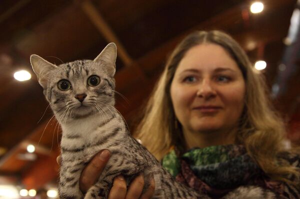 Самая редкая в Латвии порода - египетский мау - Sputnik Латвия