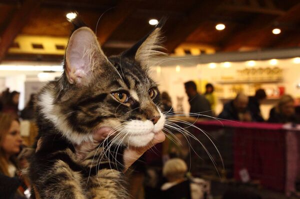 Британский лесной кот - благородный хищник - Sputnik Латвия