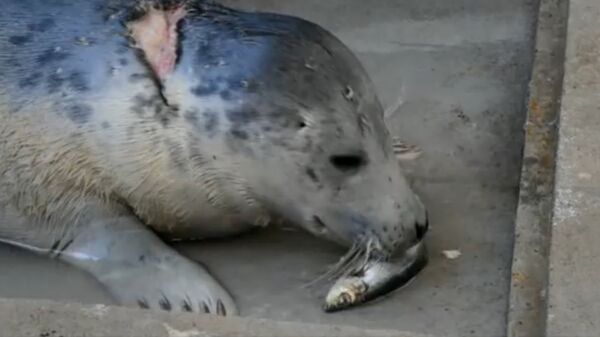 Из Вентспилса в Стокгольм: спасенная тюлениха отправляется в новый дом - Sputnik Латвия