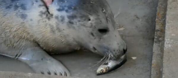 Тюлень Тюлень - Sputnik Латвия