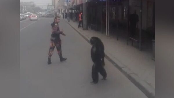 Шимпанзе сбежал из гастролирующего цирка в Краснодаре - Sputnik Латвия