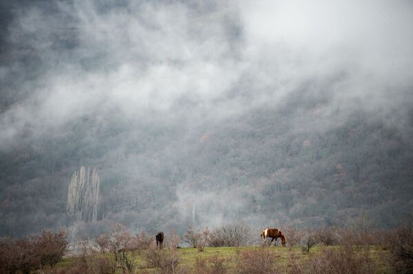 Лошади пасутся на лугу возле села Лучистое, Крым - Sputnik Латвия