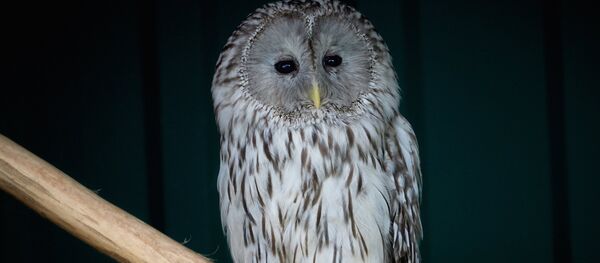 Сова неясыть - Sputnik Latvija