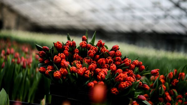 Выращивание цветов к 8 марта в теплице Великого Новгорода - Sputnik Латвия
