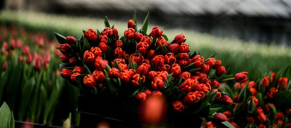 Выращивание цветов к 8 марта в теплице Великого Новгорода Выращивание цветов к 8 марта в теплице Великого Новгорода - Sputnik Латвия