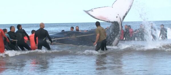 Argentīnieši veselu dienu glābuši vali – pašnāvnieku - Sputnik Latvija