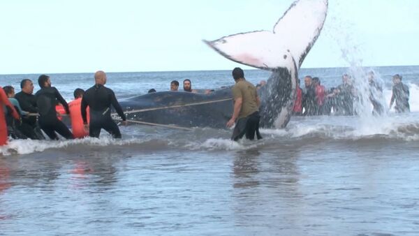 Argentīnieši veselu dienu glābuši vali – pašnāvnieku - Sputnik Latvija